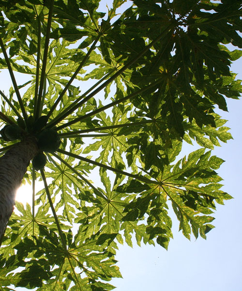 papaya looking up