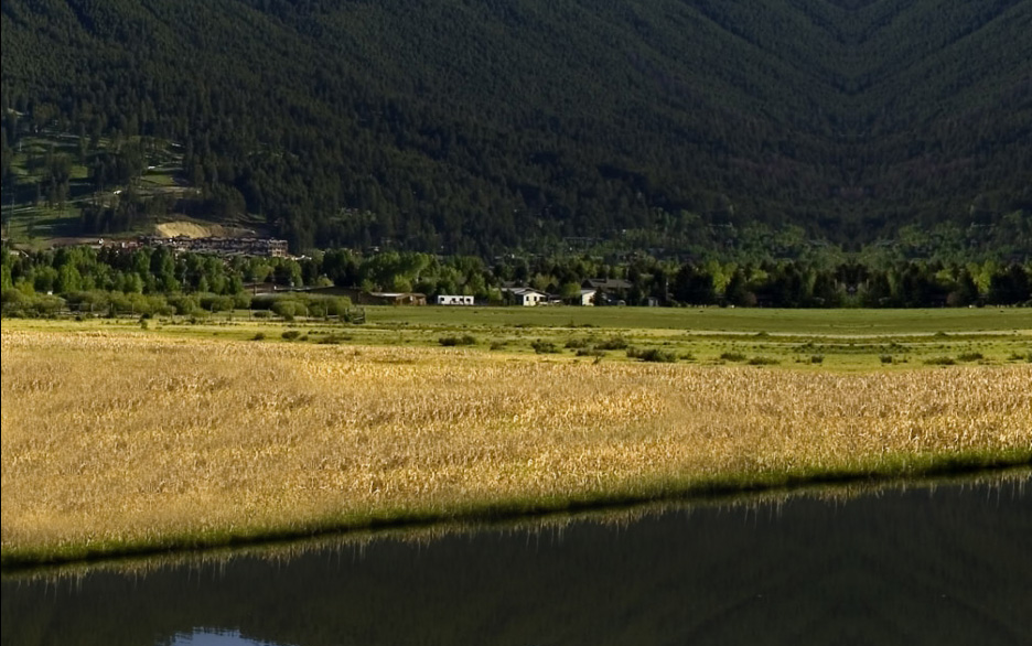 landscape with new grass