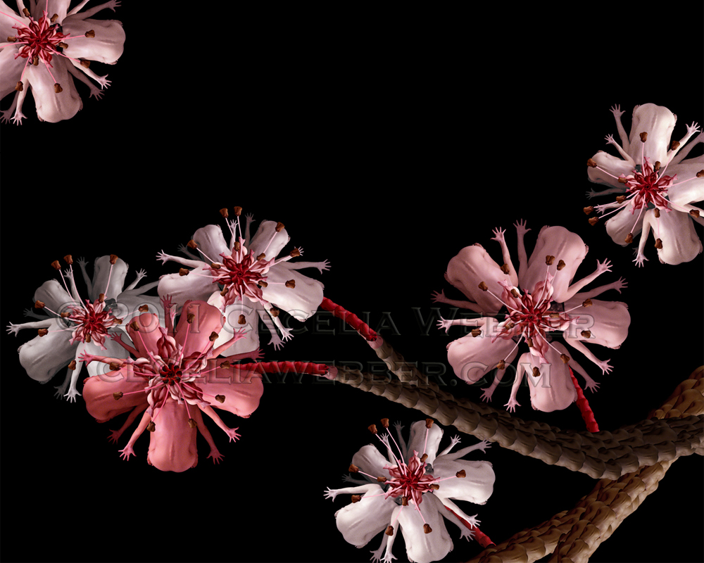 Cherry Blossom by Cecelia Webber