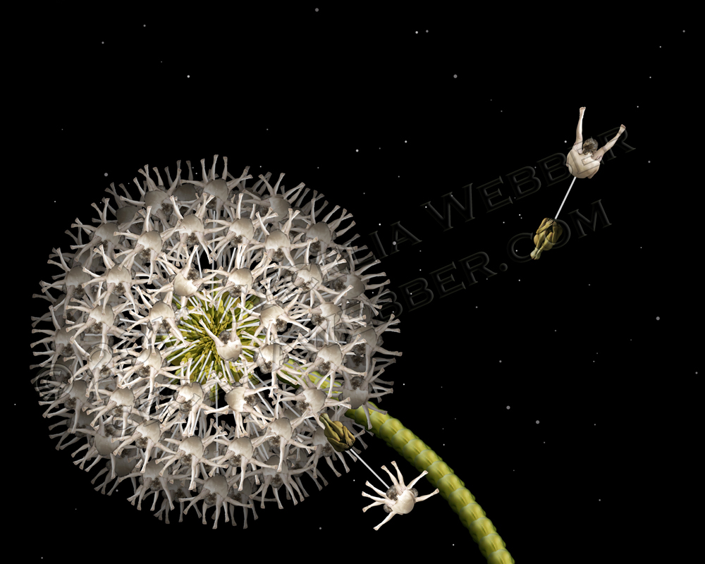 White Dandelion by Cecelia Webber