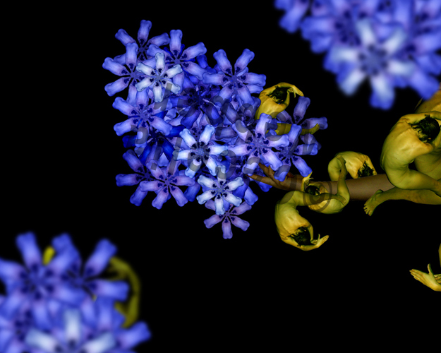 Blue Lilac by Cecelia
