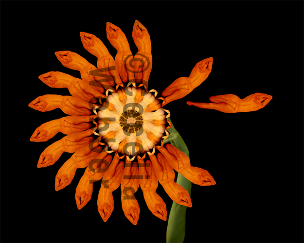 Sunflower (blown) by Cecelia Webber