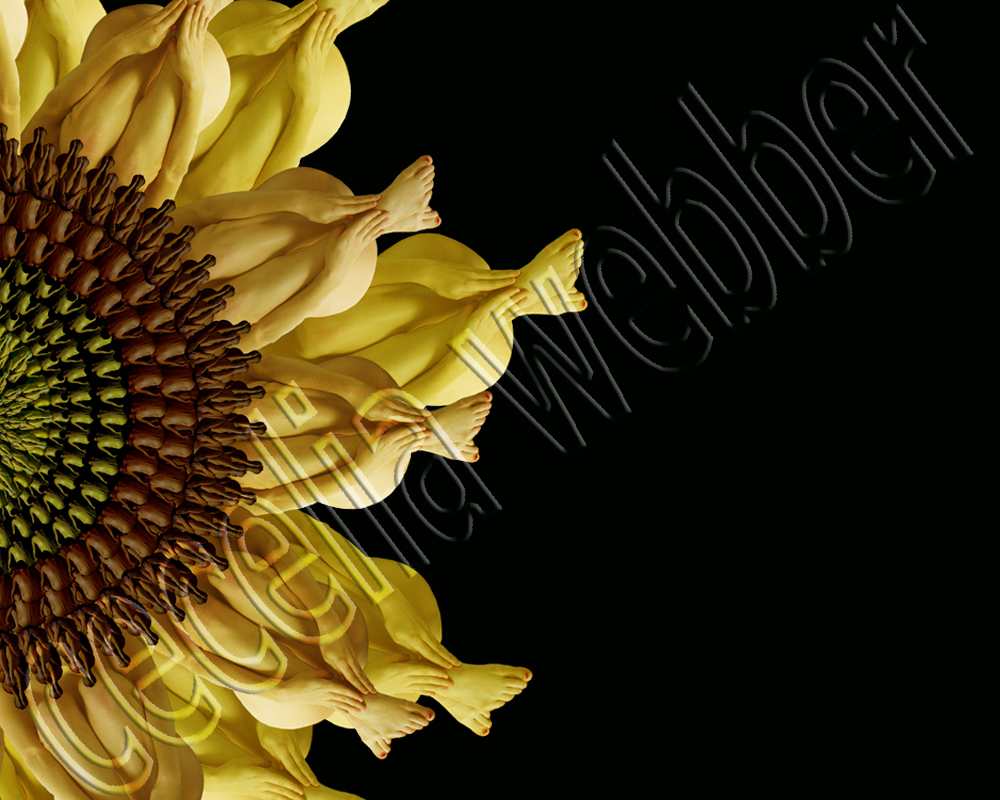 Sunflower by Cecelia Webber