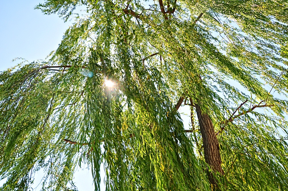 Shade at the entrance